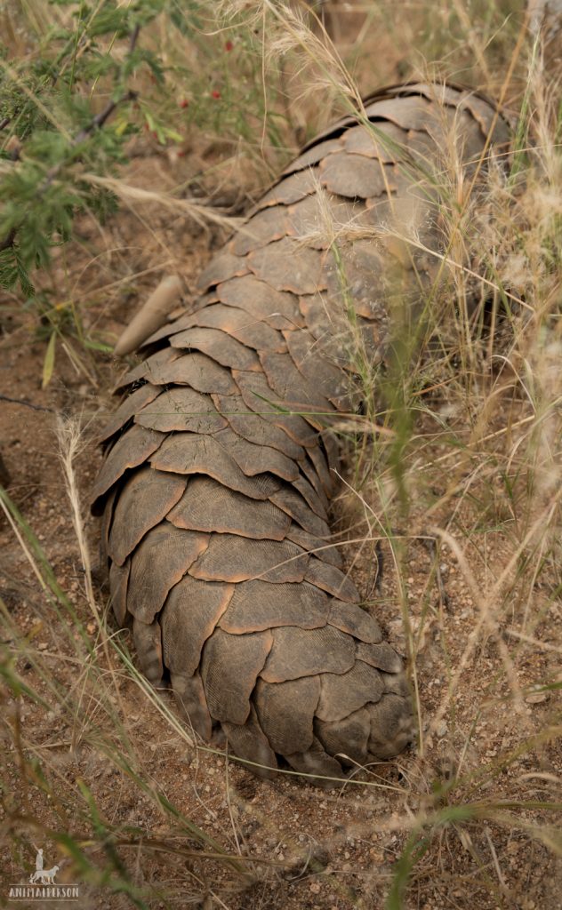 Pangolin liegt flach auf dem Boden