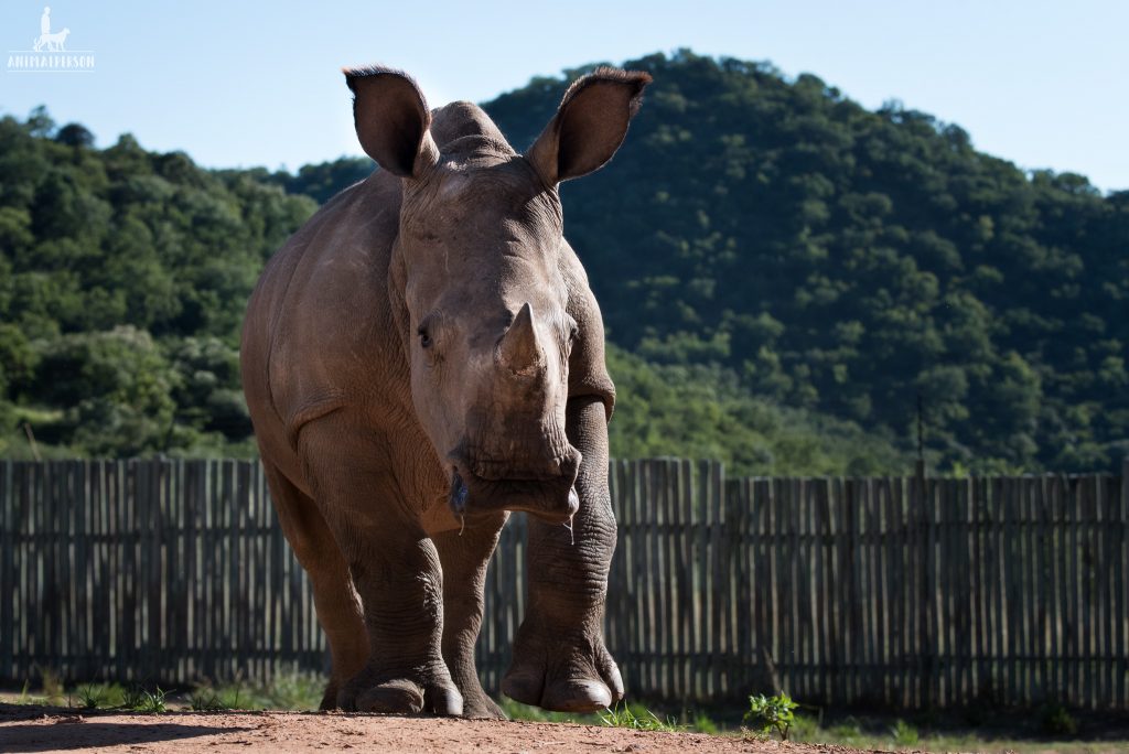 Breitaulnashorn Waise auf Care for Wild in Südafrika