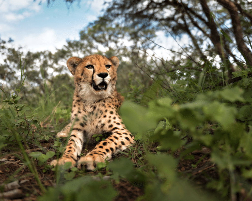 Junger verwaister Gepard in Namibia