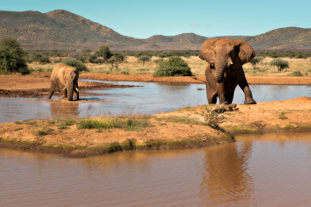 Elefantenbulle in Erindi Namibia