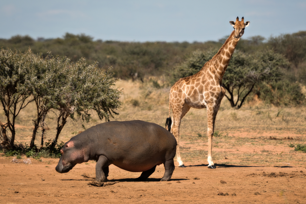 Giraffe und Nilpferd fotografiert von Sebastian Hilpert