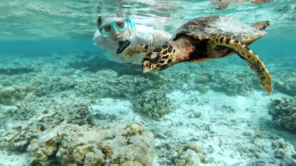 Sebastian Hilpert - Turtle - Echte Karettschildkröte - Paradies - Malediven - Meemu Atoll - Hakurra Hurra
