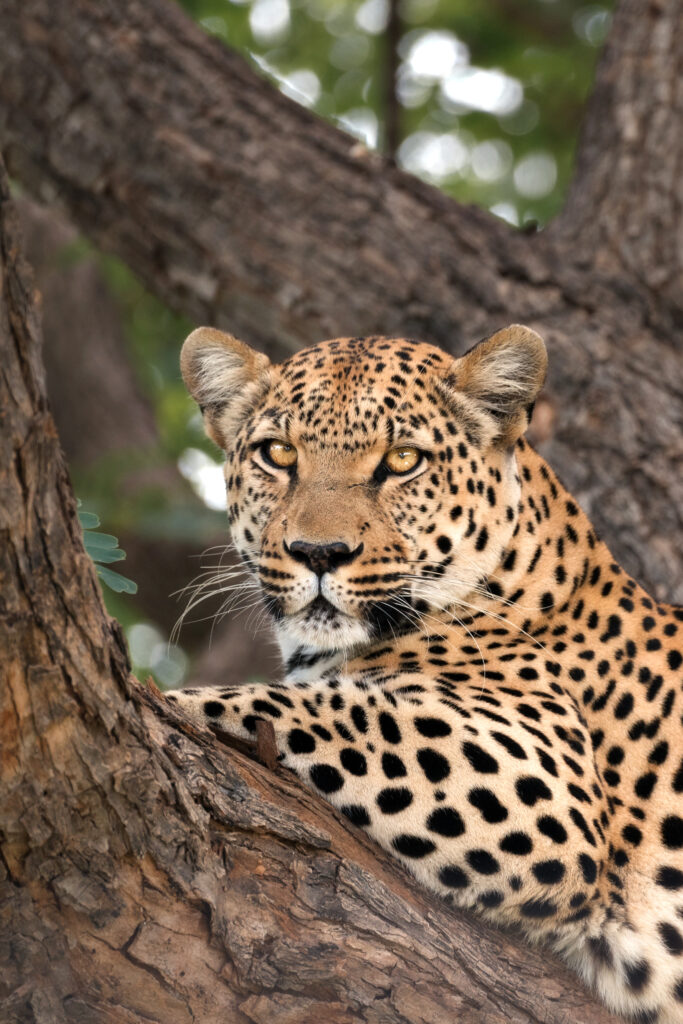 Leopard Namibia Wildhüter Sebastian Hilpert 