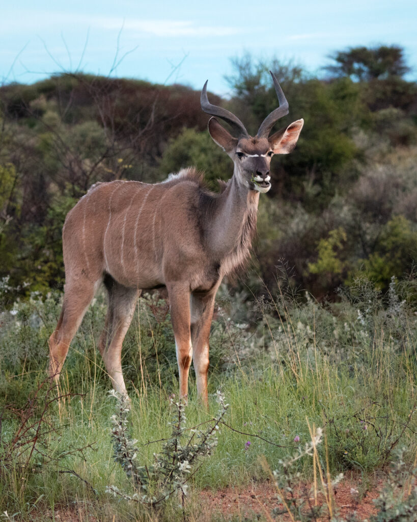 Junger Kudu Bulle in Namibia - Fotograf Sebastian Hilpert