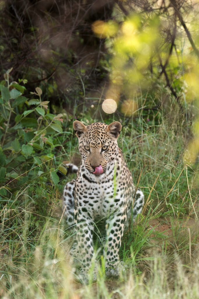 Junger Leopard in Namibia - Fotograf Sebastian Hilpert