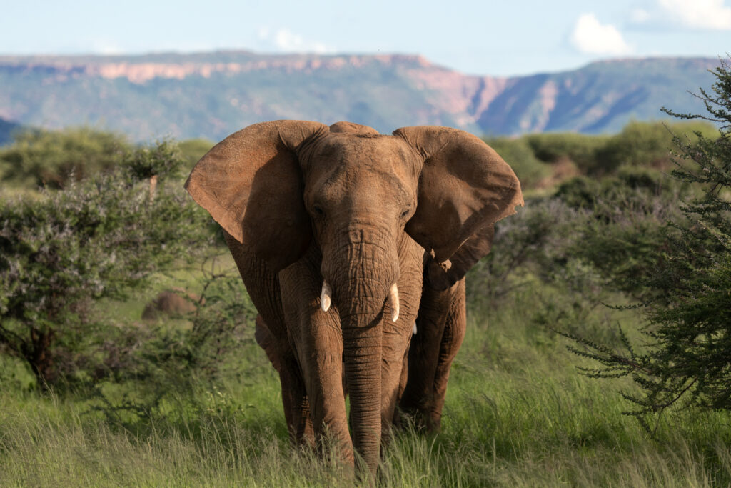 Elefant vor dem Mount Etjo in Namibia - Fotograf Sebastian Hilpert / Animalperson
