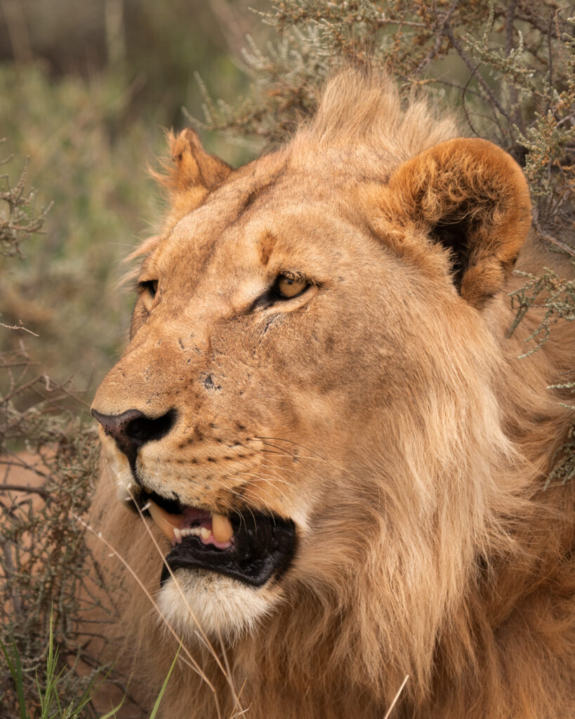 Löwe Etosha Nationalpark - Fotograf Sebastian Hilpert / Animalperson